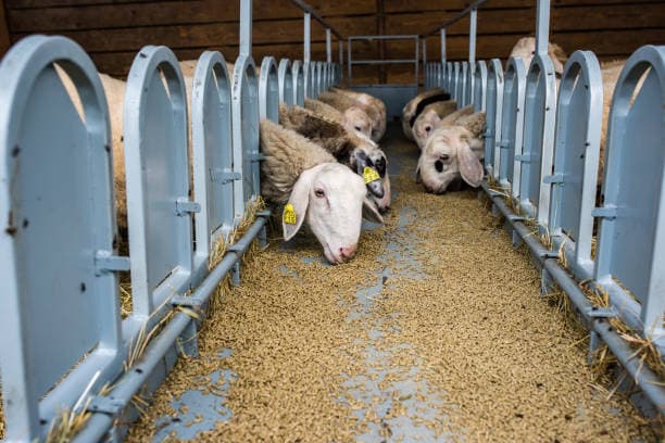 تصویر 1 از پروبیوتیک گوسفند + باکتری‌ های مفید برای هضم بهتر و رشد سالم